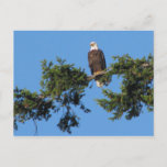 Eagle In Tree Postcard at Zazzle