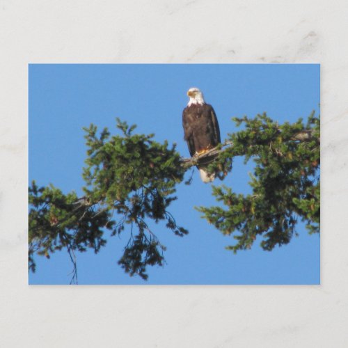 Eagle In Tree Postcard