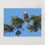 Eagle In Tree Postcard