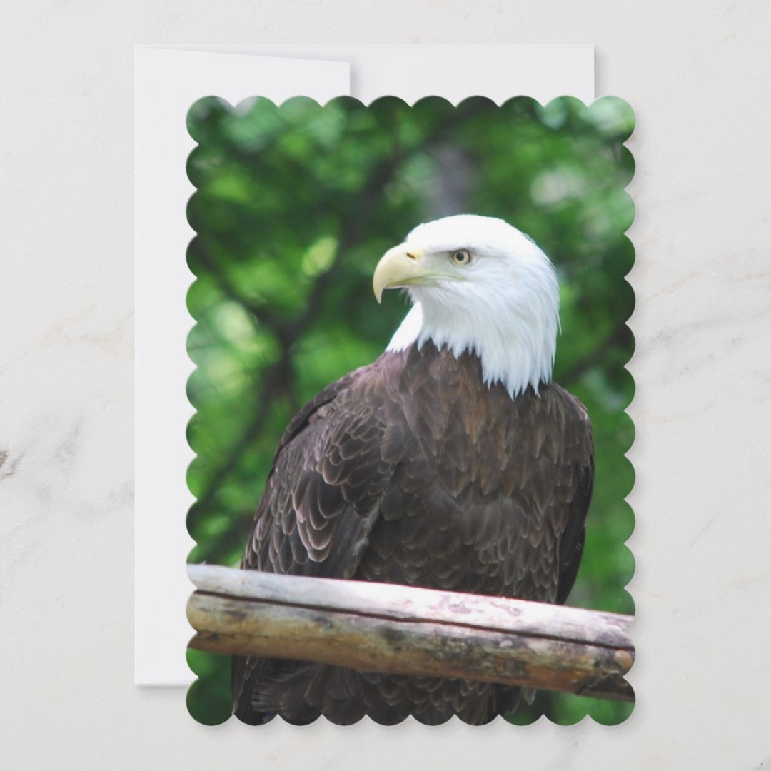 Eagle Invitation Zazzle