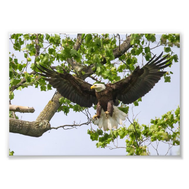 Eagle Landing Approach Photo Print (Front)