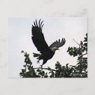 Eagle Lift Off Postcard
