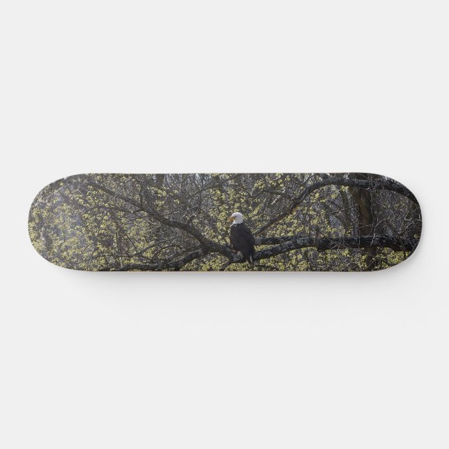 Eagle Lookout Painterly Skateboard Deck (Horz)