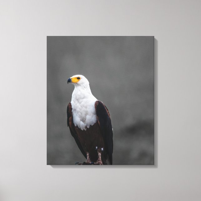 Eagle Minimalist Selective Color Photography Canvas Print (Front)