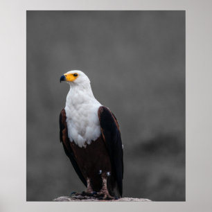 Eagle Minimalist Selective Color Photography Poster