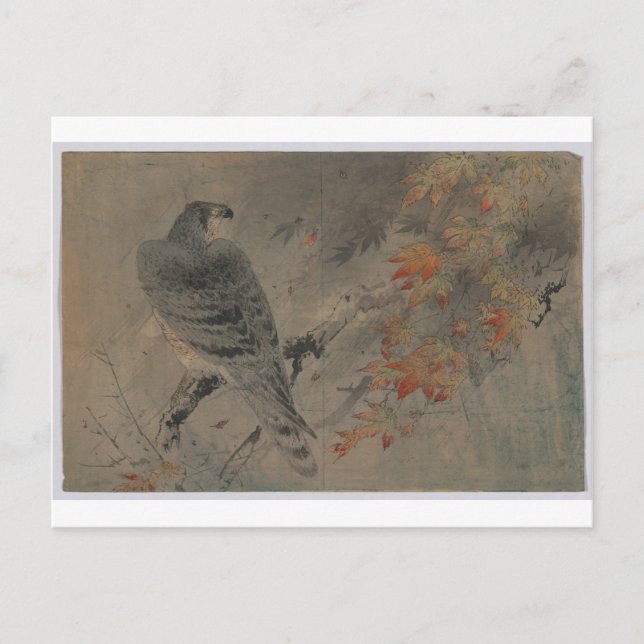Eagle on a Maple Branch Postcard (Front)