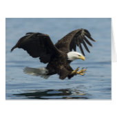 Eagle on Approach (Front Horizontal)