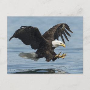 Eagle on Approach Postcard