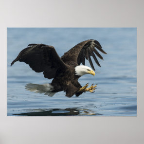 Eagle on Approach Poster