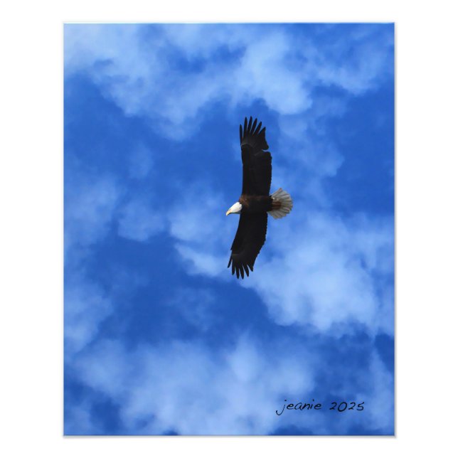 Eagle on the wing photo print (Front)