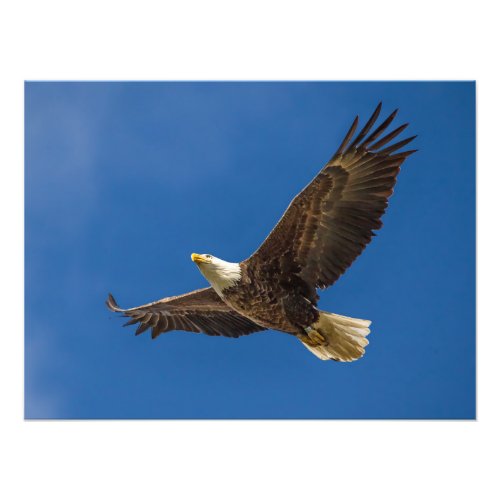 Eagle Overhead Photo Print
