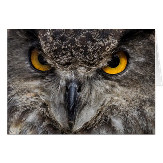Eagle Owl Cards (Front Horizontal)