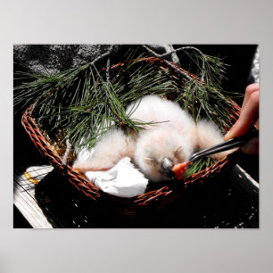 Eagle owl chick at feeding time poster