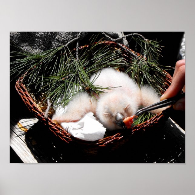 Eagle owl chick at feeding time poster (Front)