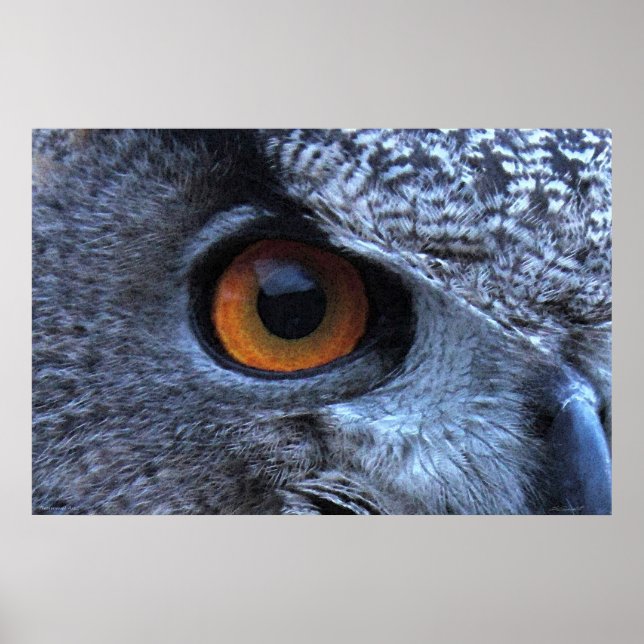 Eagle Owl Eye Poster -36x24 -other sizes available (Front)