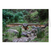 Eagle Owl. Forward Motion (Front Horizontal)