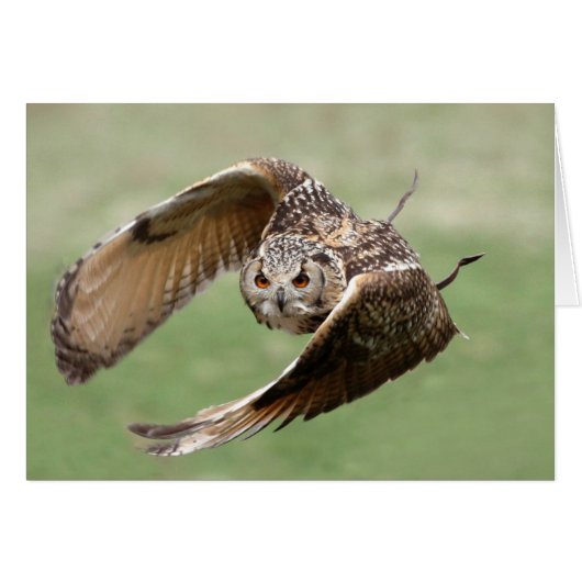 Eagle Owl In Flight Cards (Front Horizontal)