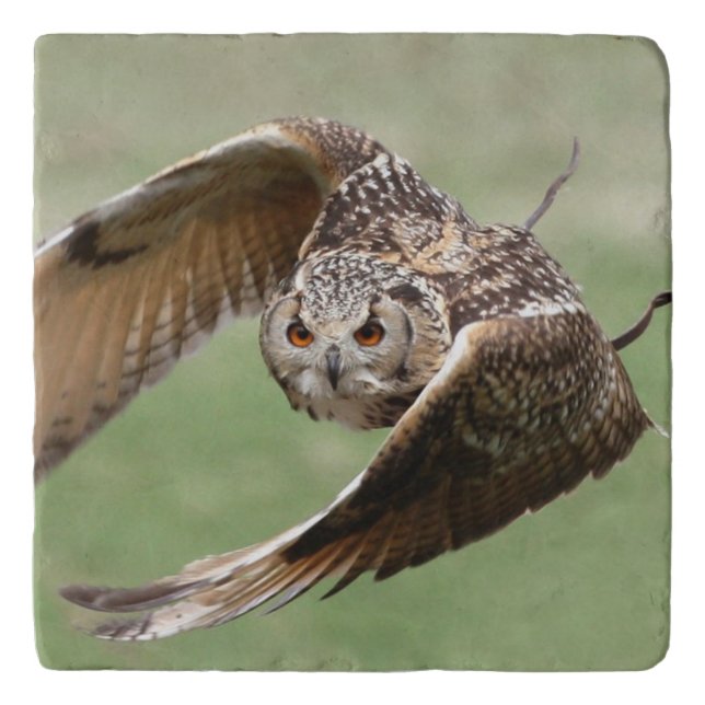 Eagle Owl In Flight Trivet (Front)