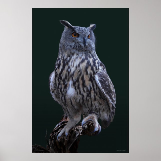 Eagle Owl Photo Poster -24x36 -smaller available (Front)