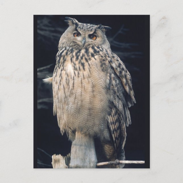 Eagle owl postcard (Front)