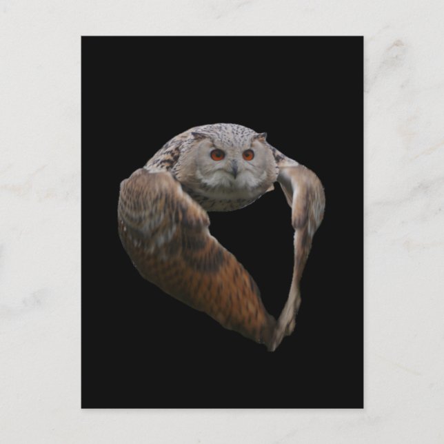 Eagle Owl Postcard (Front)