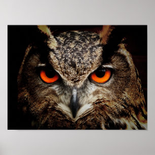 Eagle-Owl Poster