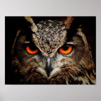 Eagle-Owl Poster