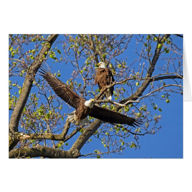 Eagle Pair Cards (Front Horizontal)