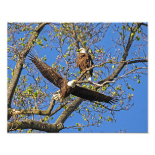 Eagle Pair Photo Print