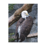 Eagle Perch Postcard