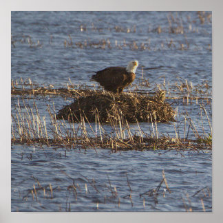 Eagle Photo Poster