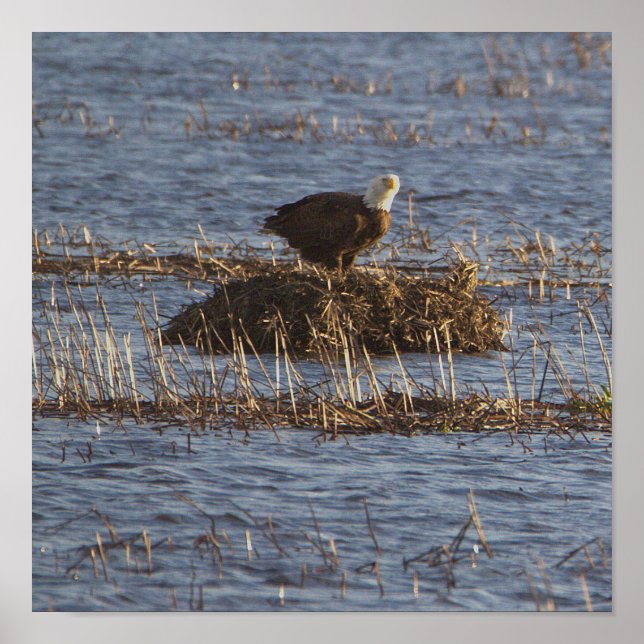 Eagle Photo Poster (Front)