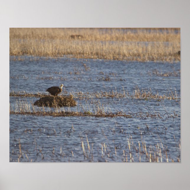 Eagle Photo Poster (Front)