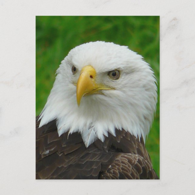 Eagle Photograph - North American Bald Eagle Postcard (Front)