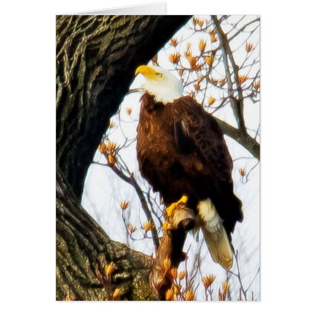 Eagle, Poised For Flight Cards (Front)