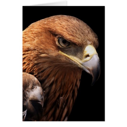 Eagle portrait isolated on black cards (Front)