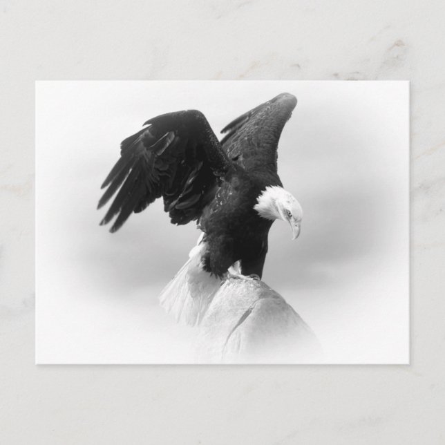 Eagle Post Card (Front)