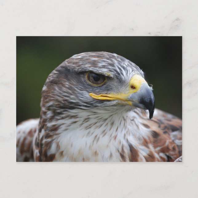 Eagle Postcard (Front)