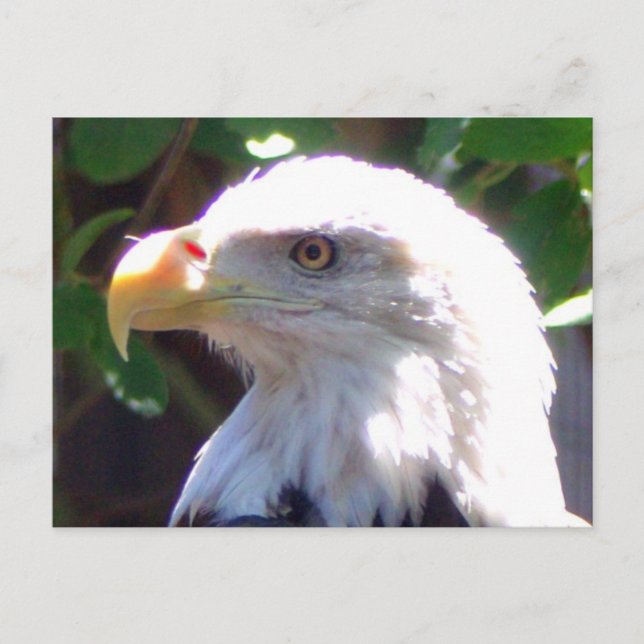 Eagle Postcard (Front)
