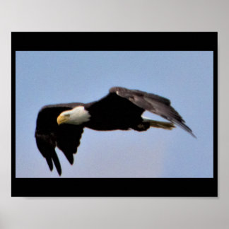 Eagle Poster