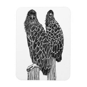 EAGLE SIBLINGS FUN LOUNGING + FISHING AT THE POND MAGNET