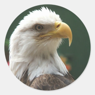 eagle stickers