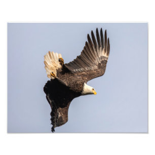 Eagle Twist Photo Print