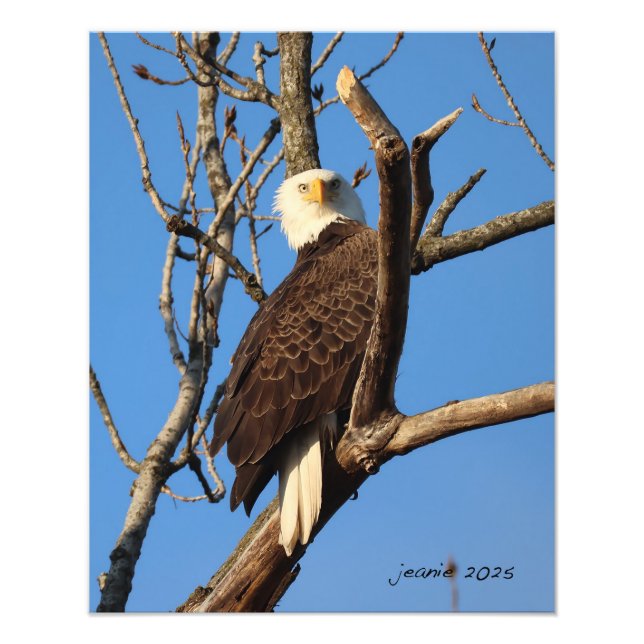Eagle watching you photo print (Front)