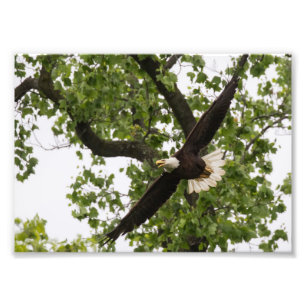 Eagle Wingspan Photo Print