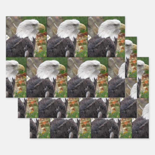 Eagle _ Wrapping Paper Sheets