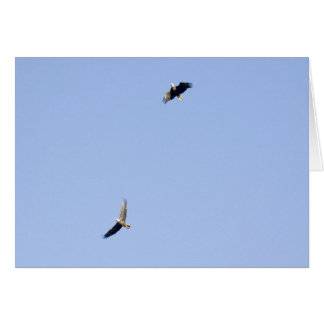 Eagles at Conowingo Dam Cards