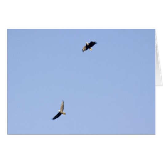Eagles at Conowingo Dam Cards (Front Horizontal)