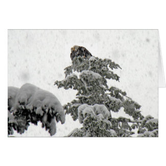 Eagles Cuddling in the Snow Cards