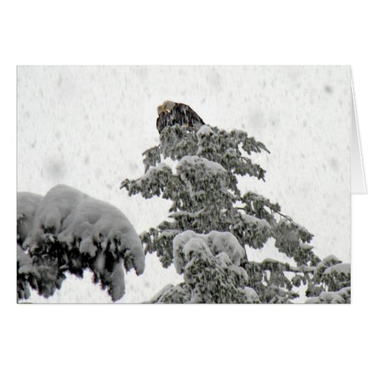 Eagles Cuddling in the Snow Cards (Front Horizontal)